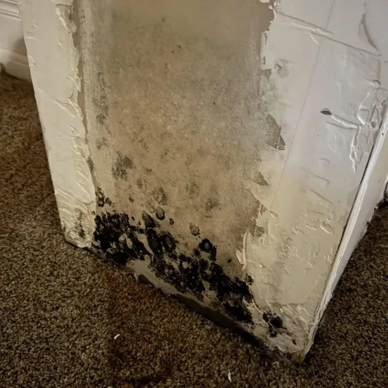 Professional Mold Removal in Morada, CA